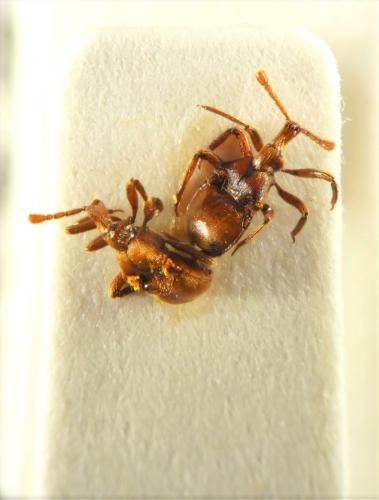 Réf. 248 388 : Claviger longicornis